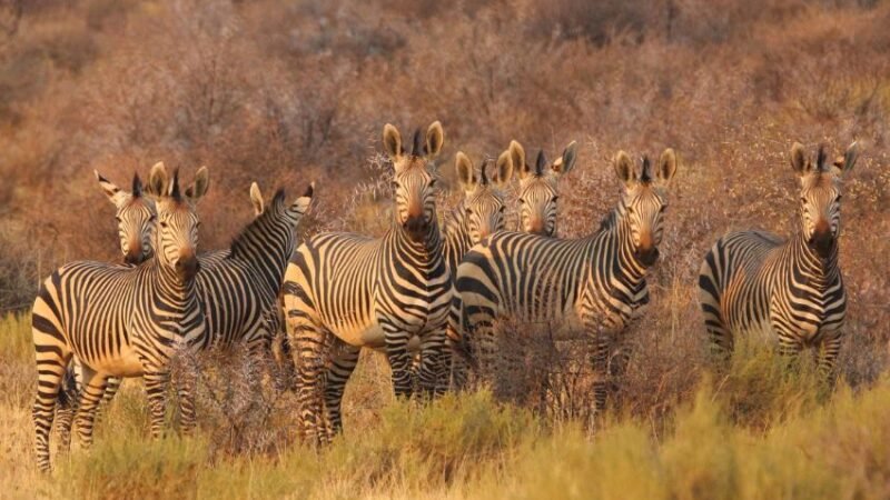 10 Best Countries to Visit in Africa for Adventure and Culture